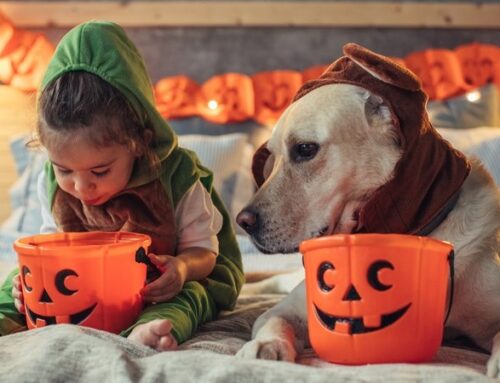 Dentist shares tooth-friendly tricks for a healthy Halloween